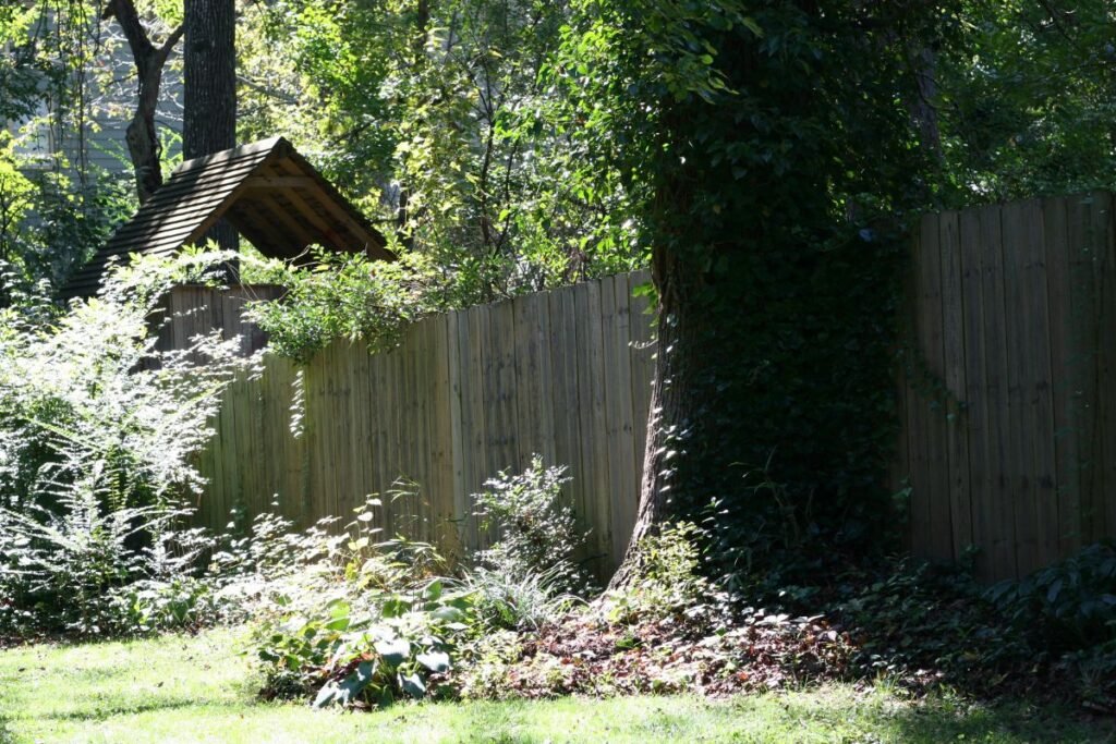 Backyard in summer with wooden fence, large tree, and lush green plants